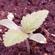 Isla Mirage Xpertnutrients