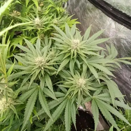 Ice Cream Haze Xpertnutrients