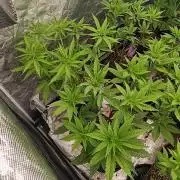 Super Lemon Cherry