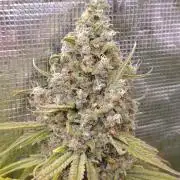 A5 Chaze x Marshydro