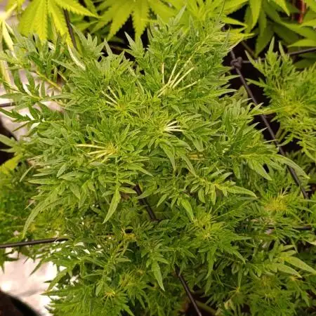 Mentha de Croco Fem Xpertnutrients