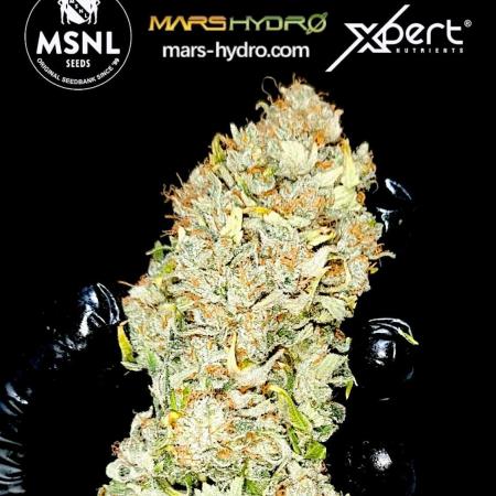 Grease Monkey & XpertNutrients