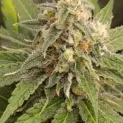 Mango Crack