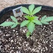 Papaya Zoap Auto