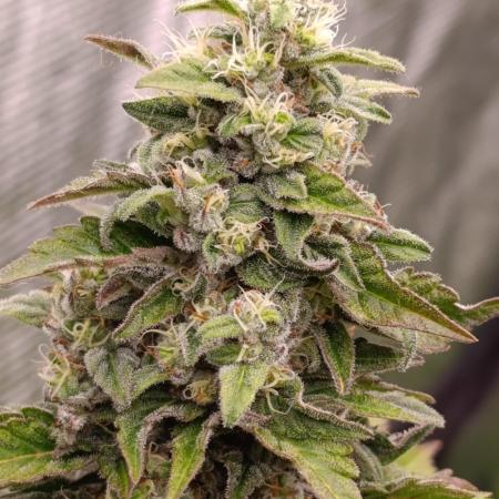 Monster Maker & Marshydro