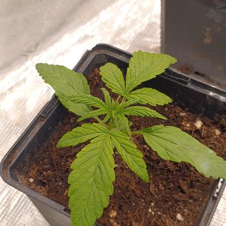 Cali Crasher Marshydro