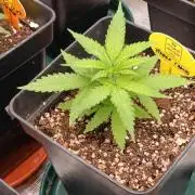 Mango Crack