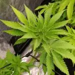 Papayton Xpertnutrients
