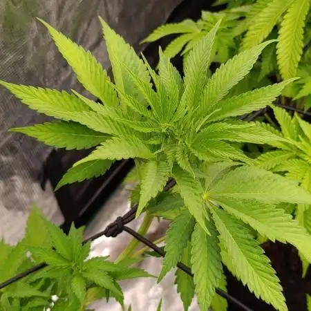 Papayton Xpertnutrients