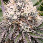 Super Lemon Cherry