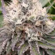 Super Lemon Cherry