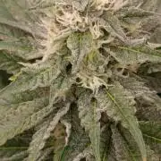 Jack 47 FV