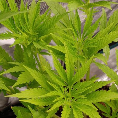 Sundae Driver Marshydro