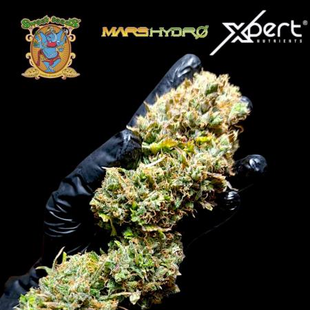 Mental Rainbow Xpertnutrients