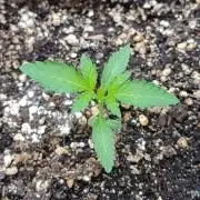 Papaya Zoap Auto