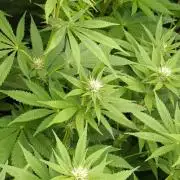 Lord Kush
