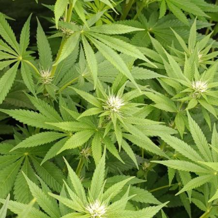 Lord Kush