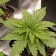 Sundae Driver Marshydro