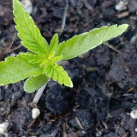 Super Lemon Cherry
