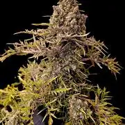 Mentha de Croco Fem Xpertnutrients