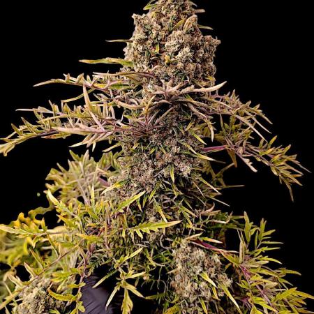 Mentha de Croco Fem Xpertnutrients