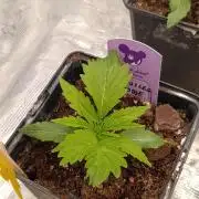 Privileged Baddie Xpertnutrients