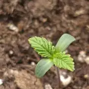 GokuZ OG Test & Marshydro