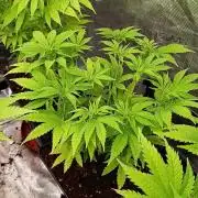 Sour Puffs Xpertnutrients