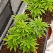 Isla Mirage Xpertnutrients