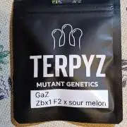 GAZ Terpyz