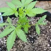 Super Boof XL Auto Outdoor