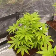 Sour Puffs Xpertnutrients