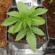 GokuZ OG Test & Marshydro