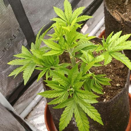 Zour MelonZ Test & Xpertnutrients