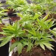 Zingatsu Xpertnutrients