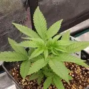 Super Boof RQS