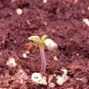 Privileged Baddie Xpertnutrients