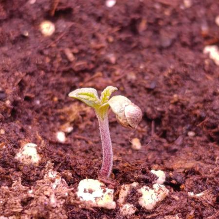 Privileged Baddie Xpertnutrients