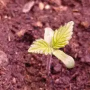 Red Banana Pudding II Marshydro