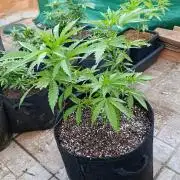 Gello Z & Xpertnutrients