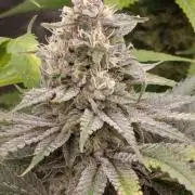 Papaya Stank