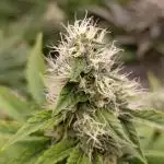 Monster Maker & Marshydro