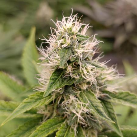 Monster Maker & Marshydro