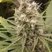 Banana Cream OG