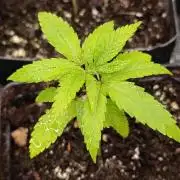 Cosmic Cheddar F1