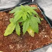 Sour Puffs Xpertnutrients