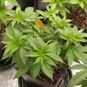 Cosmic Cheddar F1