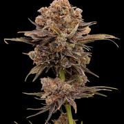 Zingatsu Xpertnutrients