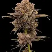 Zingatsu Xpertnutrients
