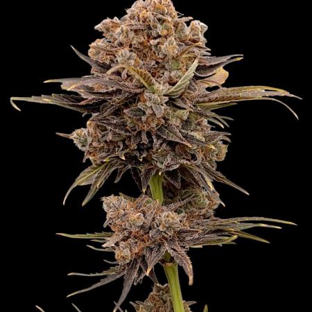 Zingatsu Xpertnutrients